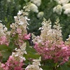 Image 6: Hydrangea Trees - Limelight and Pinky Winky with Free Shipping (Up to 24% Off)