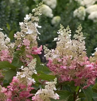 Hydrangea Trees - Limelight and Pinky Winky with Free Shipping (Up to 15% Off)