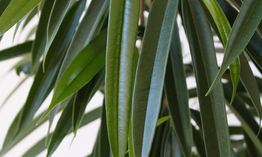 Image 4: Plant de ficus