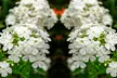 Mixed Phlox Paniculata 'Fragrant Collection' - 3 or 12 Plants - Image 2