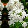 Image 2: Mixed Phlox Paniculata 'Fragrant Collection' - 3 or 12 Plants