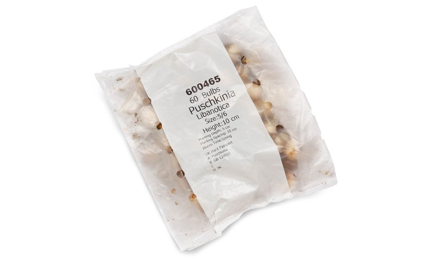 Image 8: 60 or 120 Puschkinia Libanotica Spring Flowering Bulbs