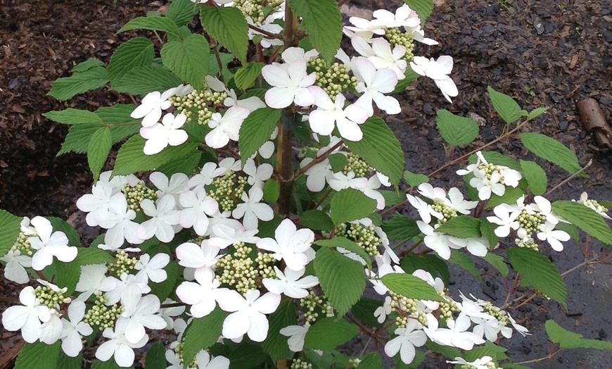Image 3: Viburnum plicatum 'Kilimanjaro Sunrise'