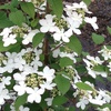 Image 3: Viburnum plicatum 'Kilimanjaro Sunrise'