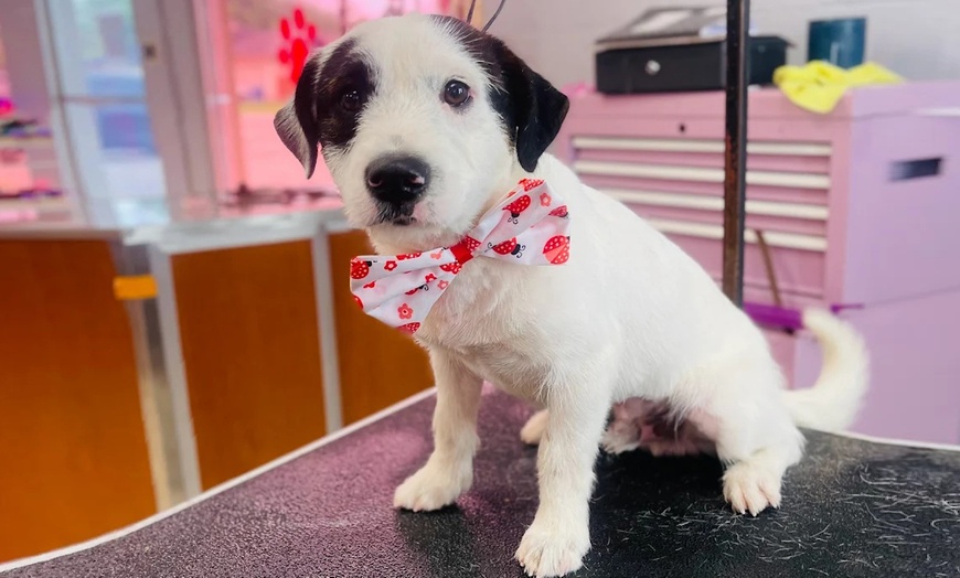 Image 2: Up to 40% Off on Pet Grooming at Ms Barber Dog Katy