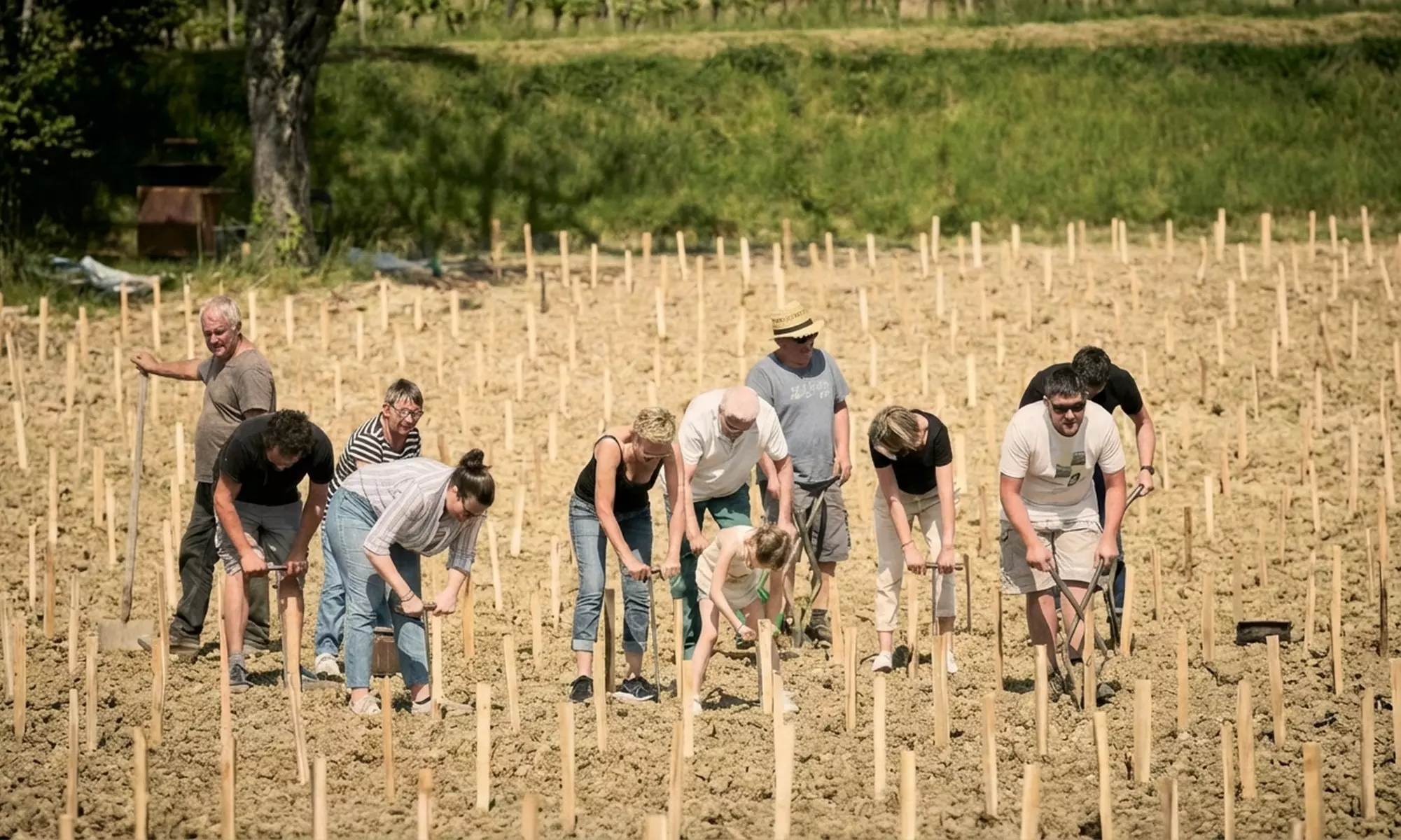 Domaine Baudon : visite guidée et dégustation de 5 cuvées avec planche