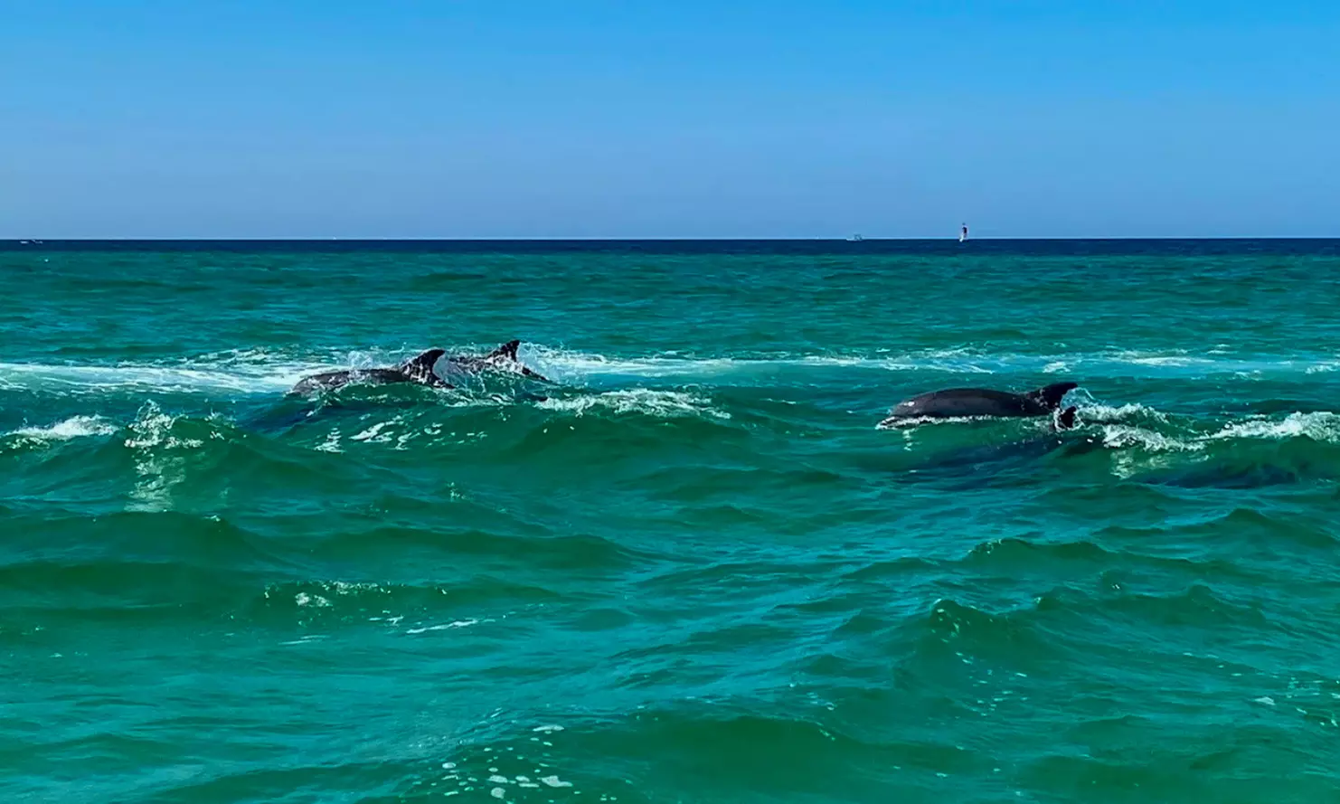 2 or 4-Hour Dolphin and Crab Island Cruise Or 2-Hour Sunset Cruise