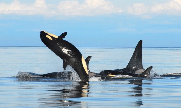 What to expect media