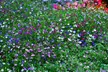 Lobelia Ultra Cascade Mix - 12, 30 or 60 Plug Plants - Image 5