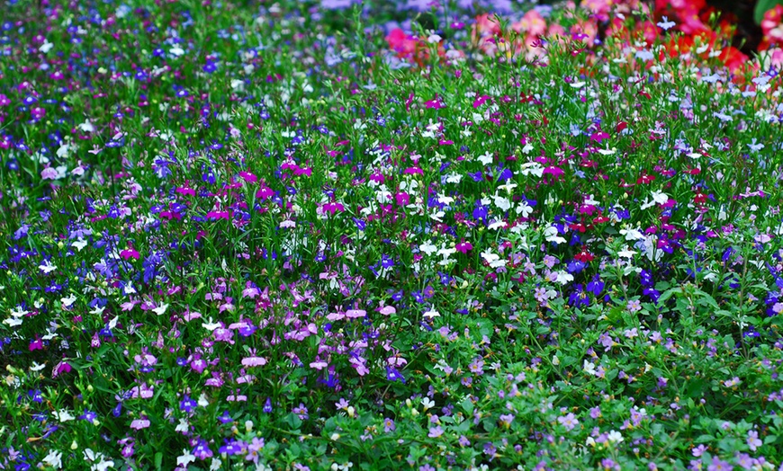 Image 5: Lobelia Ultra Cascade Mix - 12, 36 or 72 Plug Plants