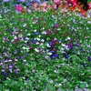 Image 5: Lobelia Ultra Cascade Mix - 12, 36 or 72 Plug Plants