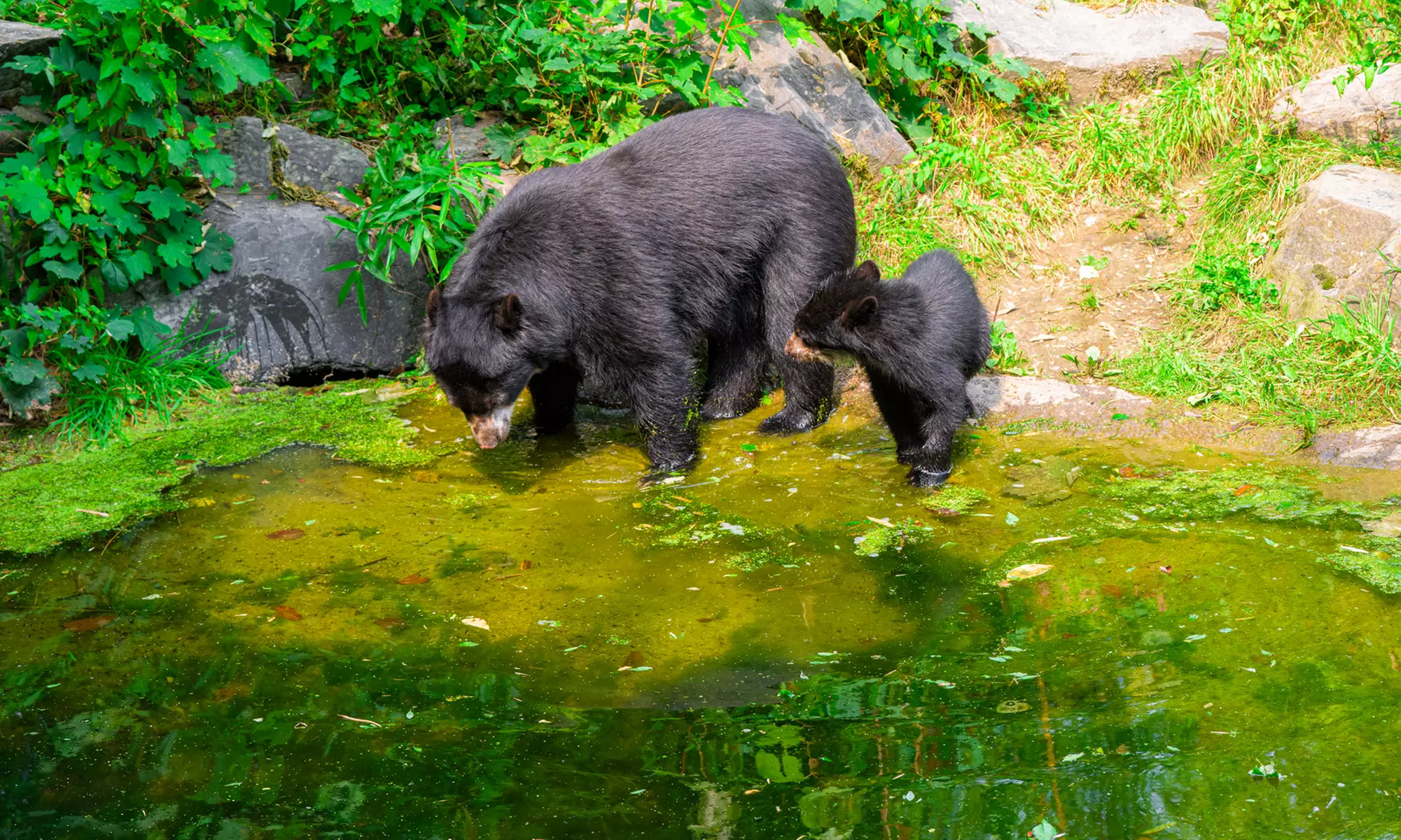 Einzigartig wild: Tageskarten für den Zoo Duisburg