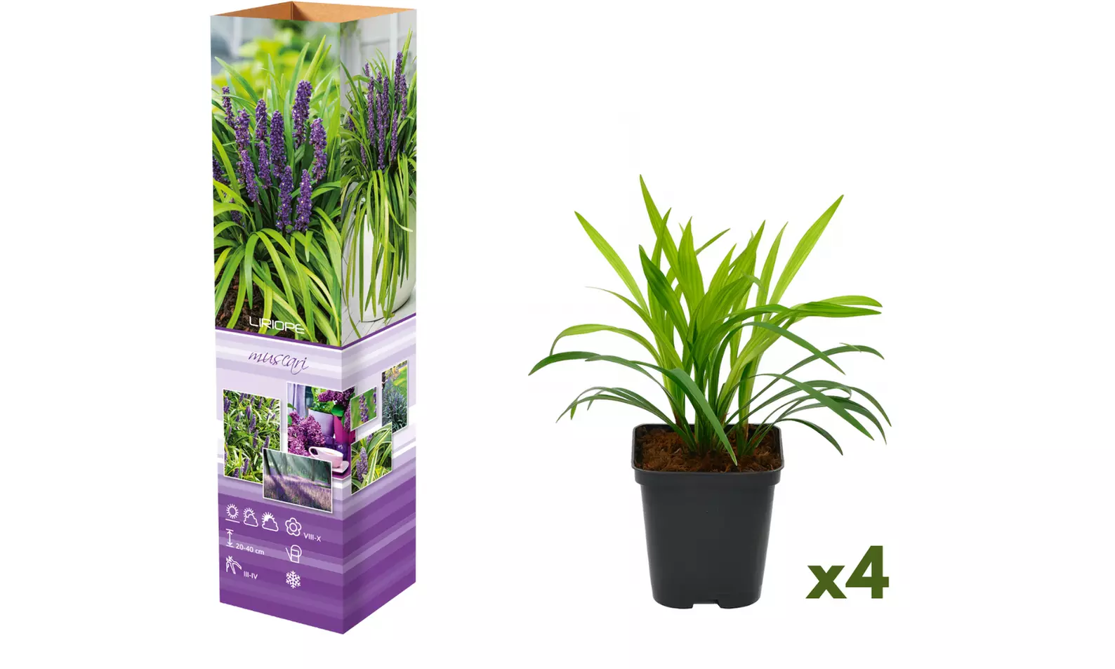 4x oder 8x Liliengras