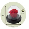 Image 4: Rosa roja preservada bajo cúpula de cristal, Rootz