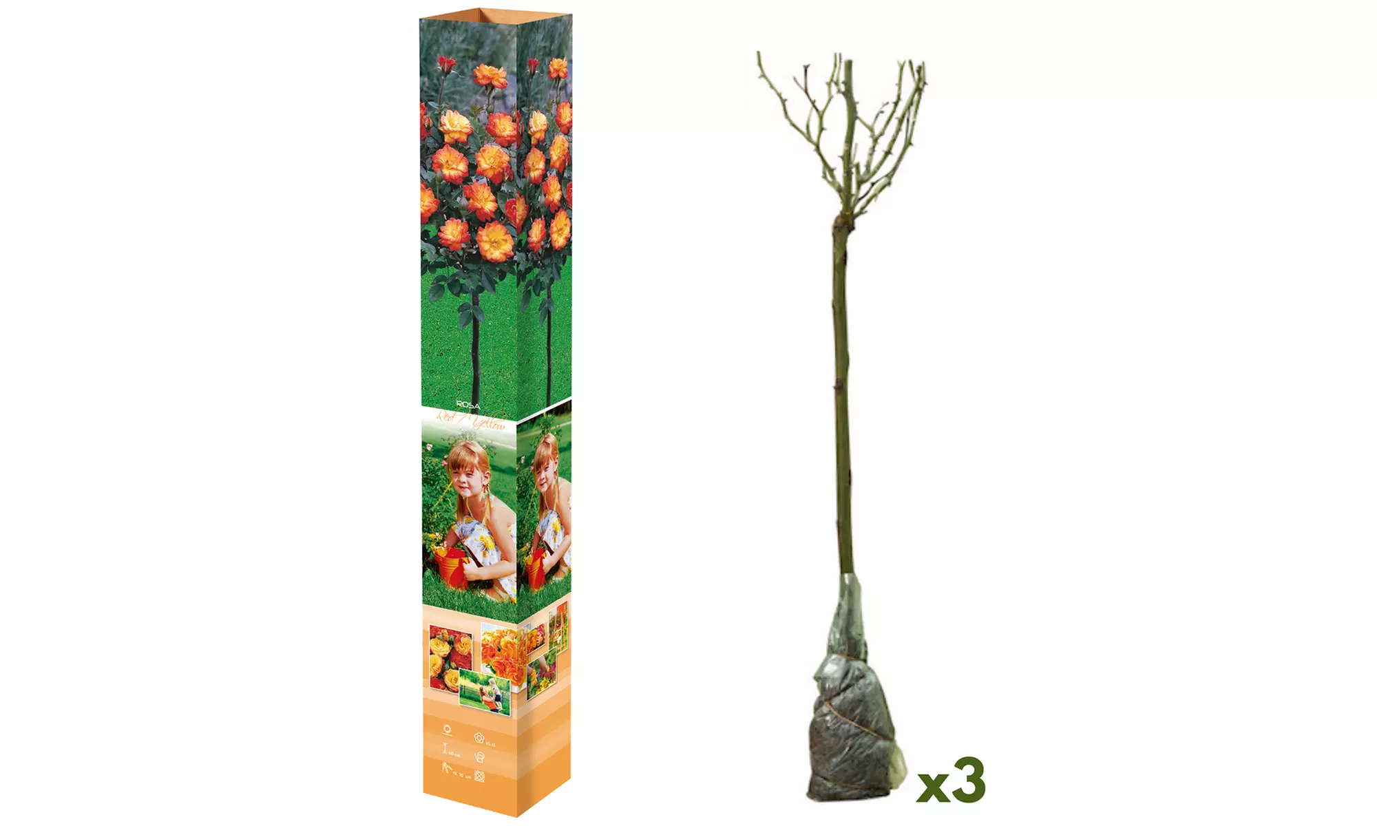 3er- oder 5er-Set Mini-Stammrosen
