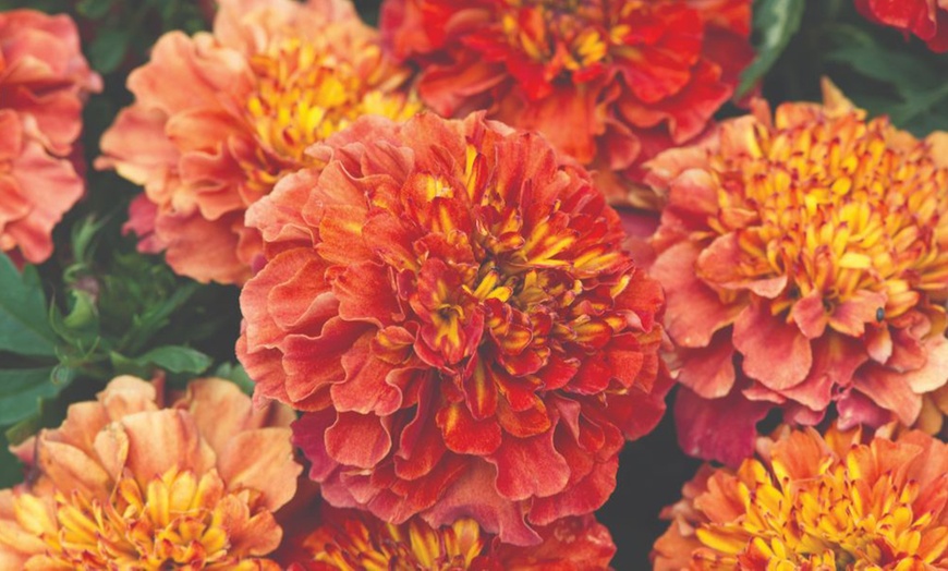 Image 13: 15 Mixed Garden Ready Summer Bedding Plant Collection