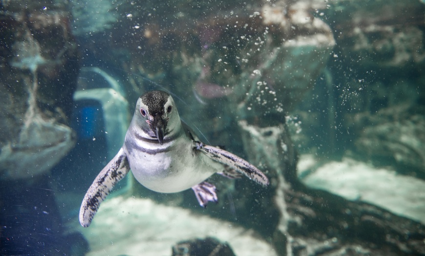 Image 5: Genova: 1 notte con colazione, Acquario, Biosfera e Mostra Illusioni 