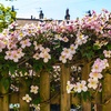 Image 1: One, Two or Three Clematis Potted Plants