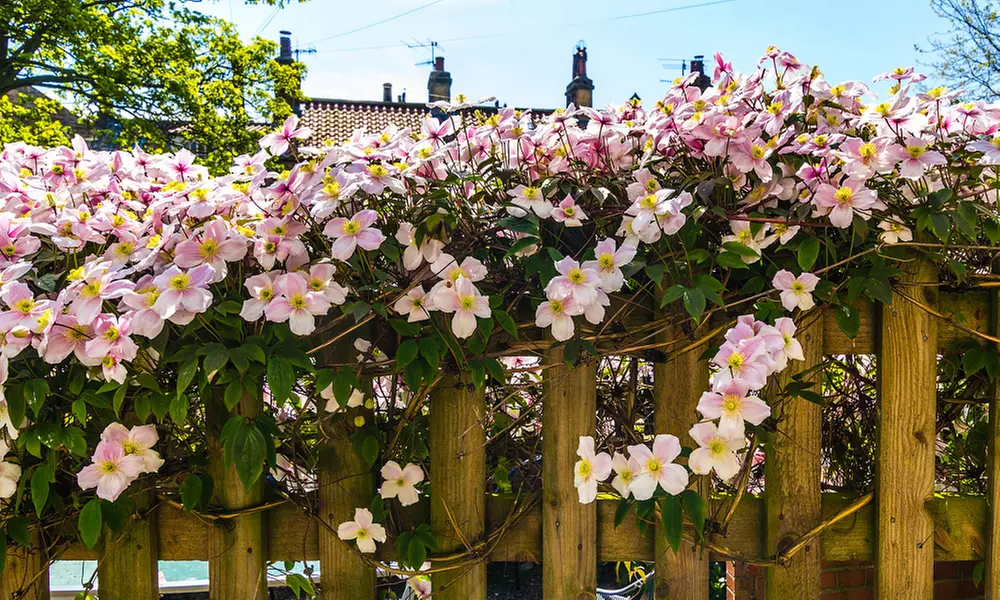 One, Two or Three Clematis Potted Plants