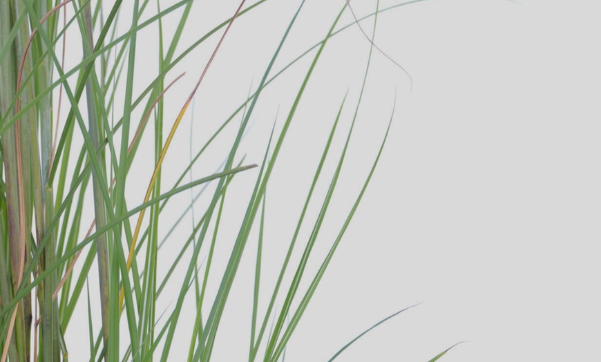 Image 3: Rootz Miscanthus Gracillimus