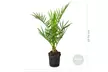 1x oder 2x Kanarische Dattelpalme (Phoenix Canariensis) - Second Medium