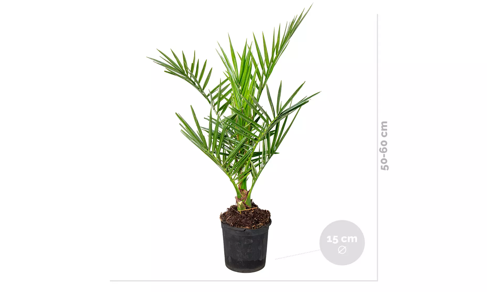 1x oder 2x Kanarische Dattelpalme