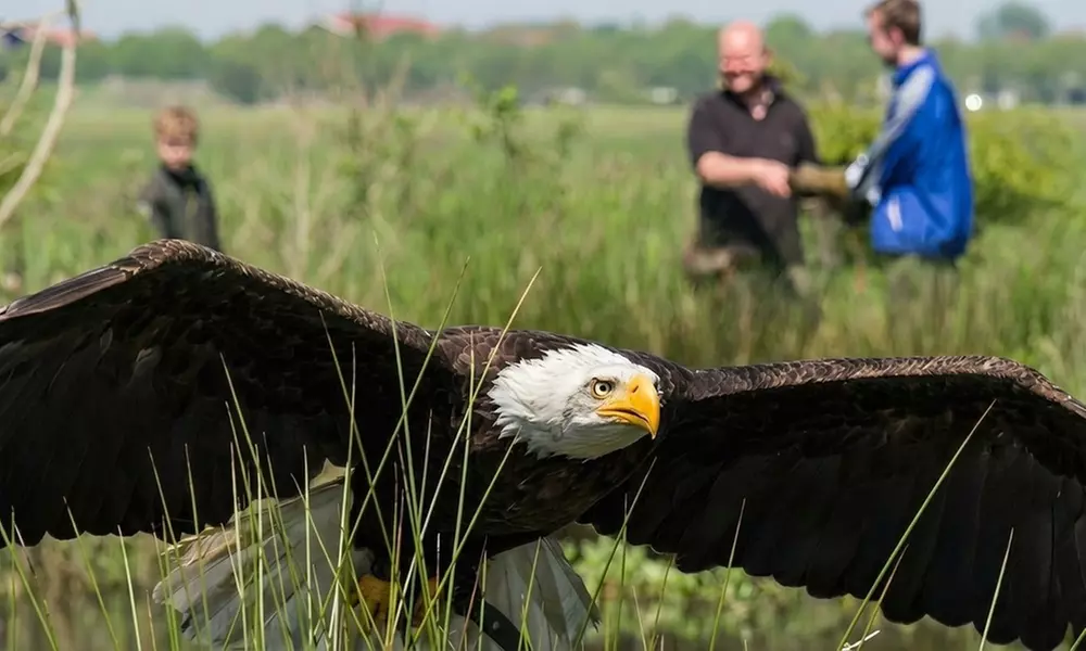 Interactieve roofvogelworkshop bij Settels Roofvogels