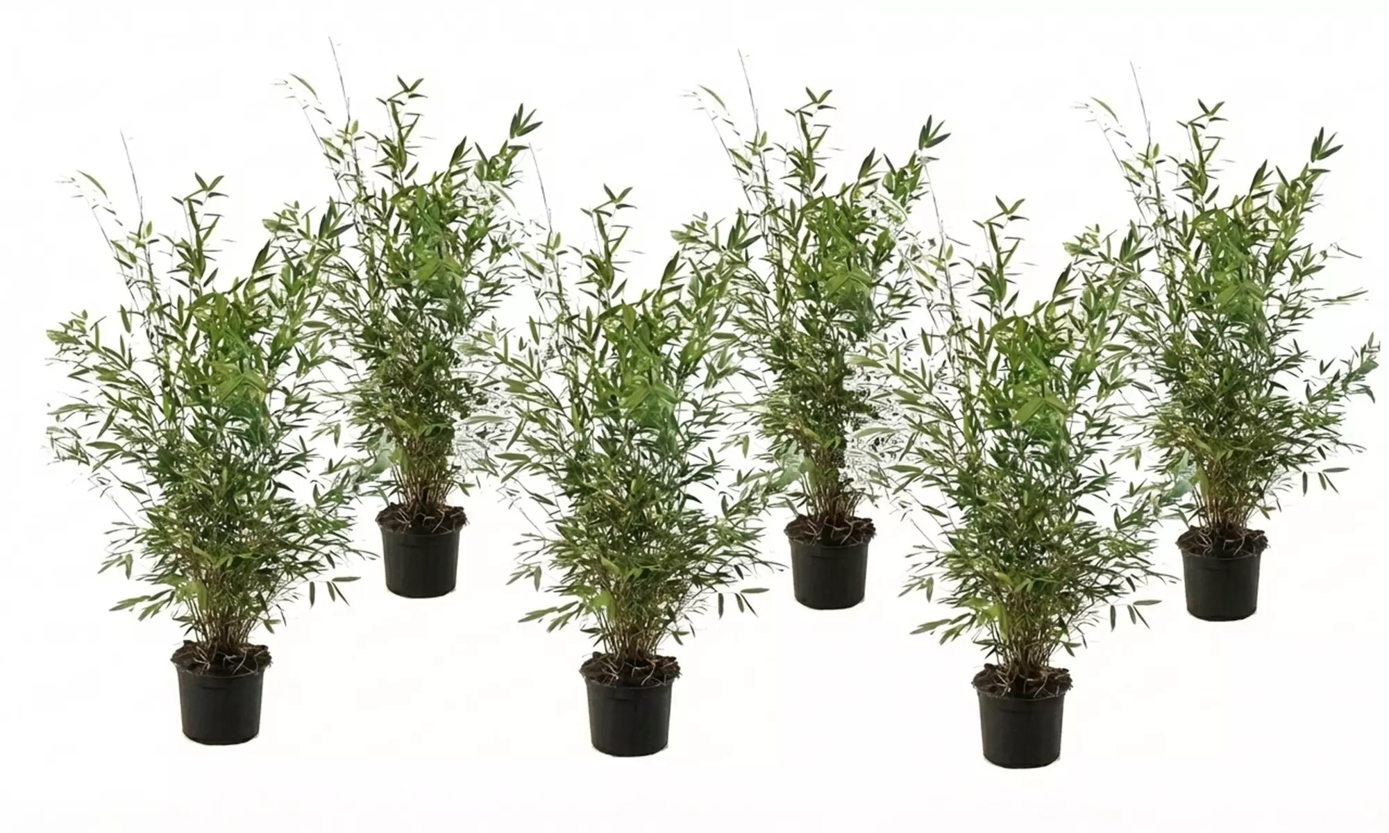 1 o 2 plantas de Fargesia Red Dragon