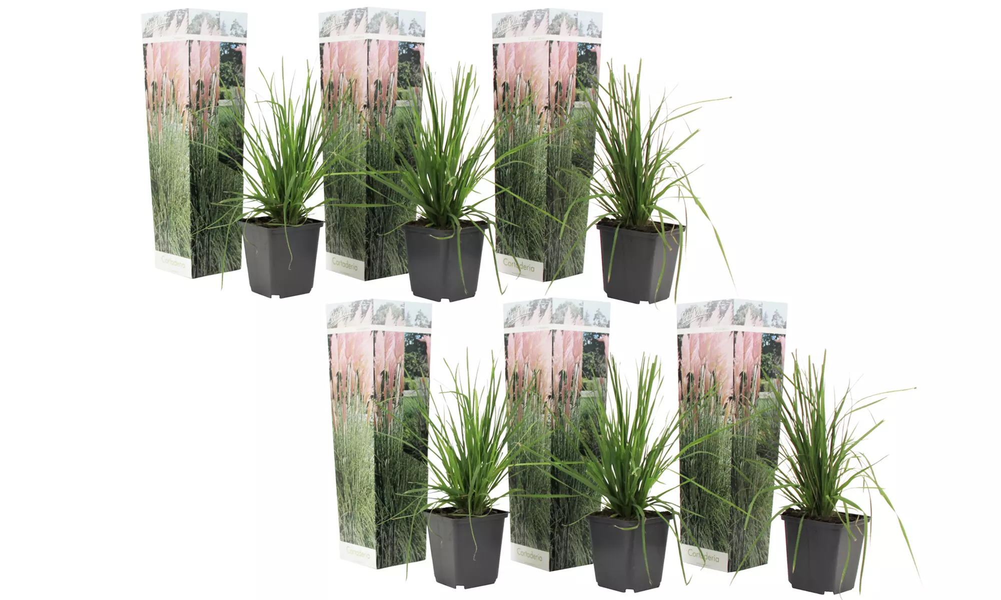 3er- oder 6er-Set Pampasgräser "Cortaderia selloana"