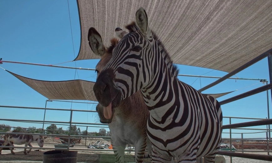 Image 11: Up to 25% Off Zoo Admission & Chocolates at Sugarplum Zoo