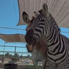 Image 11: Up to 33% Off Zoo Admission & Chocolates at Sugarplum Zoo