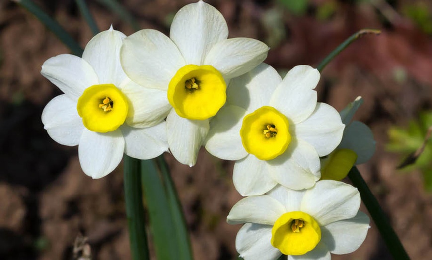 Image 5: 30 or 60 Narcissus 'Minnow' Spring Flowering Bulbs