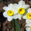 Image 5: 30 or 60 Narcissus 'Minnow' Spring Flowering Bulbs