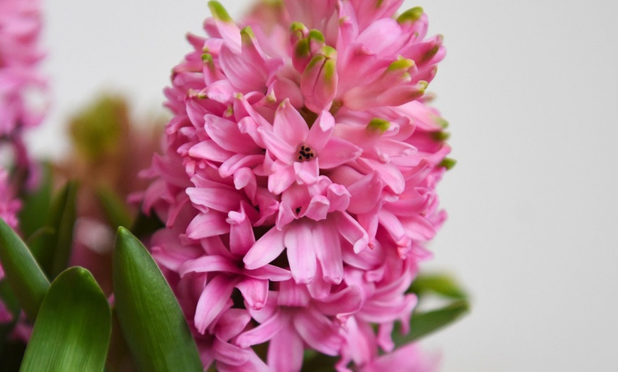 Image 4: Festive Hyacinth 'Pink or White Pearl' - 5 Bulbs in Decorative Planter