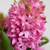 Image 4: Festive Hyacinth 'Pink or White Pearl' - 5 Bulbs in Decorative Planter