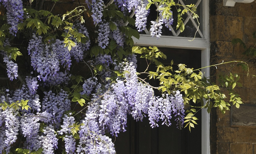 Image 6: YouGarden Wisteria Amethyst Falls