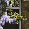 Image 6: YouGarden Wisteria Amethyst Falls
