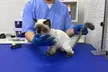 Perfect Grooming Service: Cat or Dog Small | Medium | Large Basic/Full Grooming OR Washing Only (Up to 39% Off) - Image 3