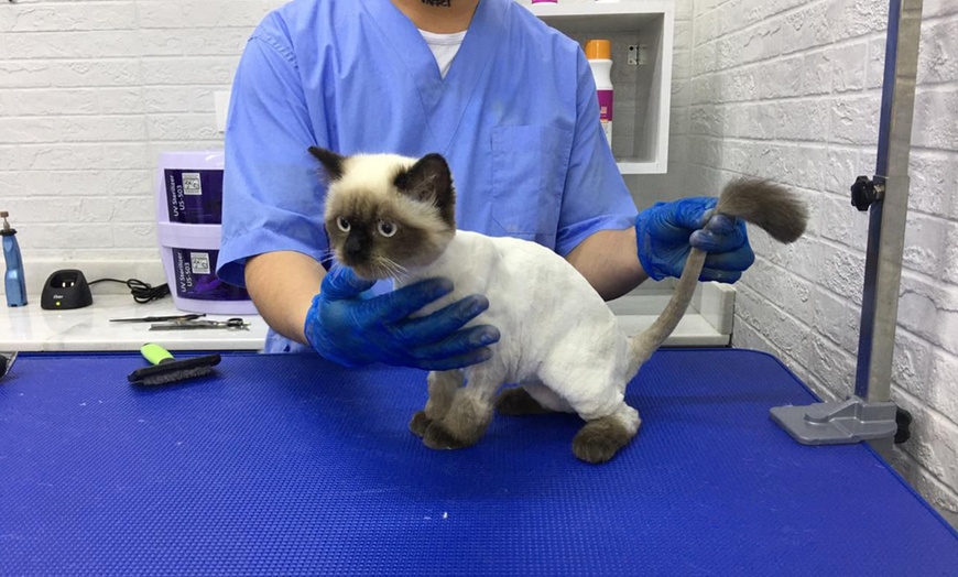 Image 3: Cat or Dog Small | Medium | Large Basic/ Full Grooming OR Washing Only