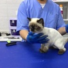 Image 3: Cat or Dog Small | Medium | Large Basic/ Full Grooming OR Washing Only