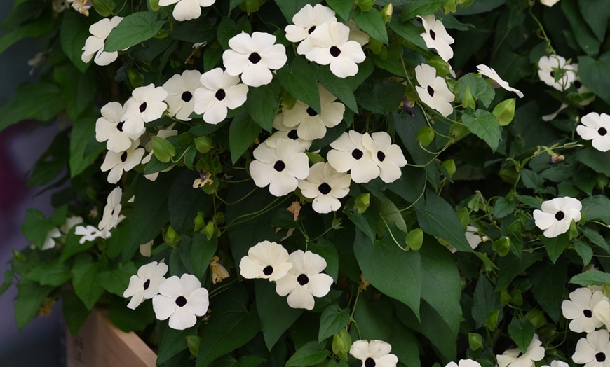 Image 5: 5 or 10 Thunbergia 'Sunny Suzy' Plants