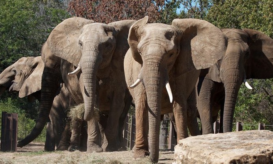 Image 3: Save 50% on Kansas City GetOut - A Year of Attractions and Fun! 