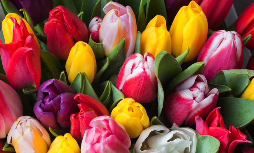 Image 3: Mystery Spring Flowering Tulip Bulbs - up to 32 Bulbs