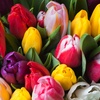 Image 3: Mystery Spring Flowering Tulip Bulbs - up to 32 Bulbs