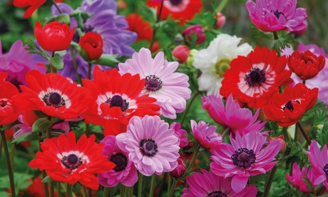 Anemone Windflower Bulbs,Anemone coronaria De Caen Mixed,20 Bulbs
