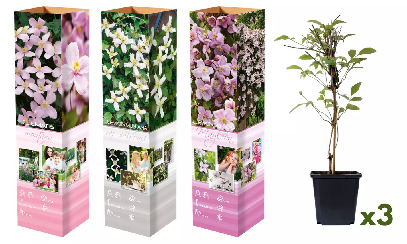 Set di 3 Clematis Montana - Image 5