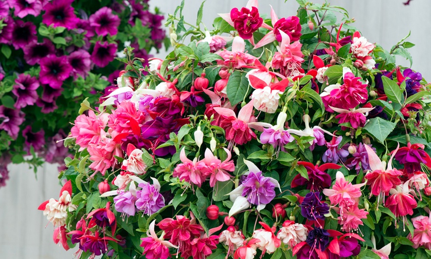 Image 1: Up to 100 Fuchsia Giant Mixed Collection Plants