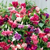 Image 1: Up to 100 Fuchsia Giant Mixed Collection Plants