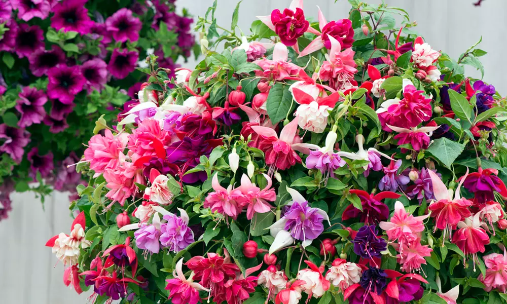 Up to 100 Fuchsia Giant Mixed Collection Plants - Primary Image
