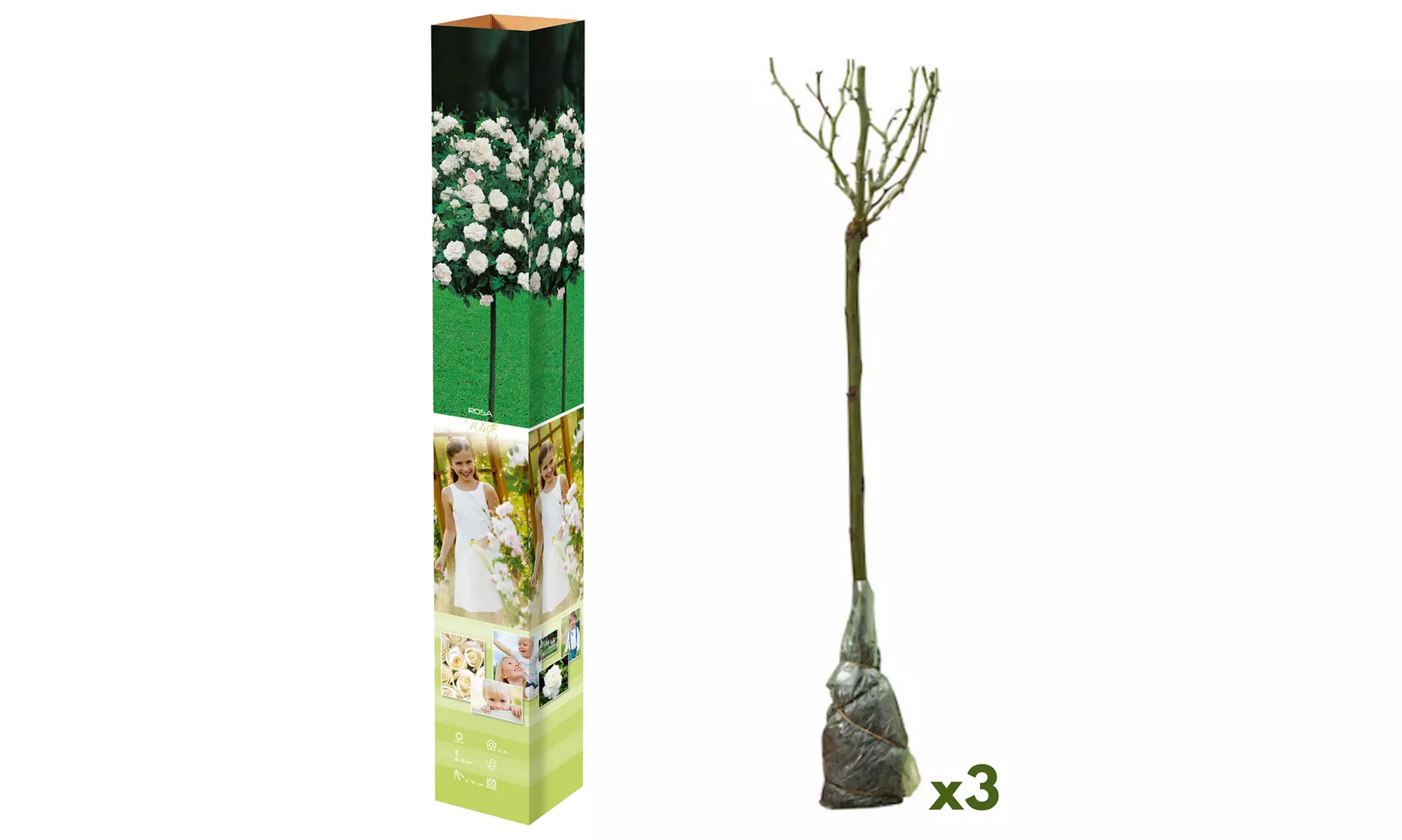 3er- oder 5er-Set Mini-Stammrosen